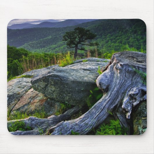 Amerikaanse, Virginia, Shenandoah National Park. Muismat (Voorkant)