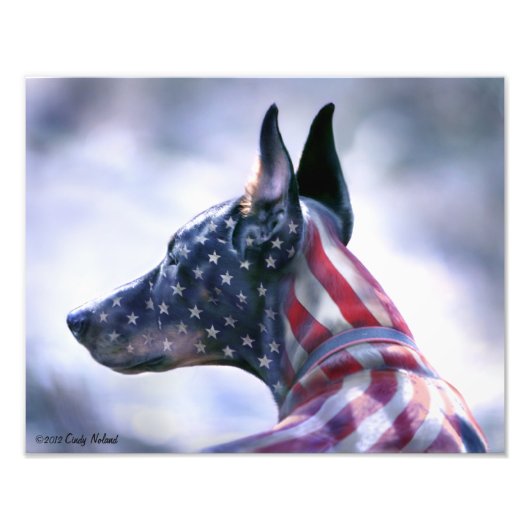 Amerikaanse vlag Doberman Portrait Foto Afdruk (Voorkant)
