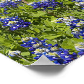 Amerikaanse vlag in veld van Blue Bonnets, Poster (Hoek)