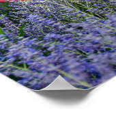 Amerikaanse vlag met Pet Poster (Hoek)