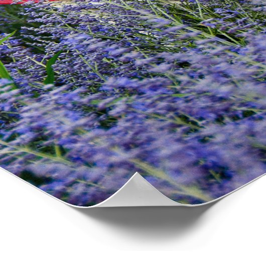 Amerikaanse vlag met Pet Poster (Hoek)