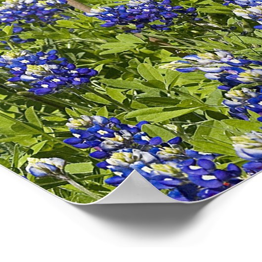 Amerikaanse vlag op het gebied van blauwe bont, poster (Hoek)