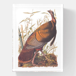 Amerikaanse vogels in het wild - herfst van Turkij