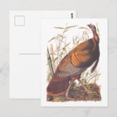 Amerikaanse vogels in het wild - herfst van Turkij Briefkaart (Voorkant / Achterkant)