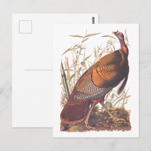 Amerikaanse vogels in het wild - herfst van Turkij Briefkaart (Voorkant / Achterkant)
