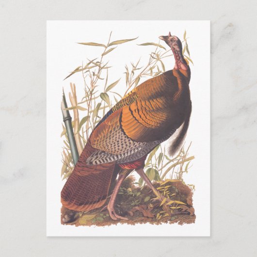 Amerikaanse vogels in het wild - herfst van Turkij Briefkaart (Voorkant)