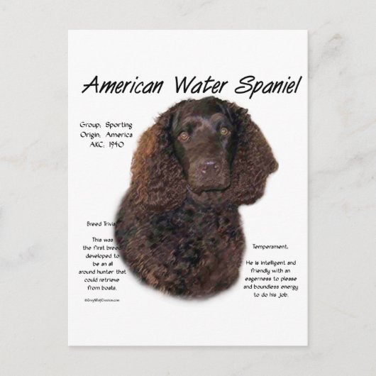 Amerikaanse Water Spaniel Geschiedenis Briefkaart (Voorkant)