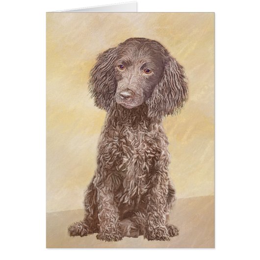 Amerikaanse waterspaniel schilderen - Oorspronkeli (Voorkant)