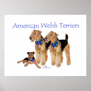 Amerikaanse Welsh Terriers Poster