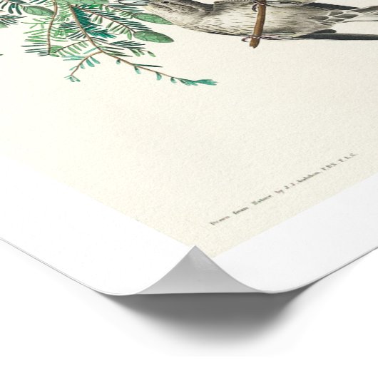 Amerikaanse wetsvoorstel van Audubon Poster (Hoek)