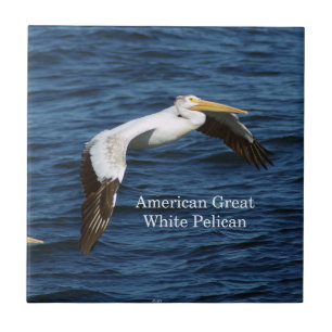 Amerikaanse White Pelican-tegel Tegeltje