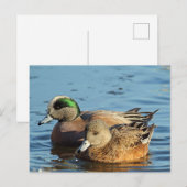 Amerikaanse Widgeon Pair (Drake en Hen) Feestdagenkaart (Voorkant / Achterkant)