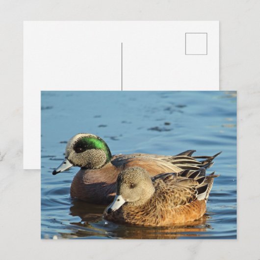 Amerikaanse Widgeon Pair (Drake en Hen) Feestdagenkaart (Voorkant / Achterkant)