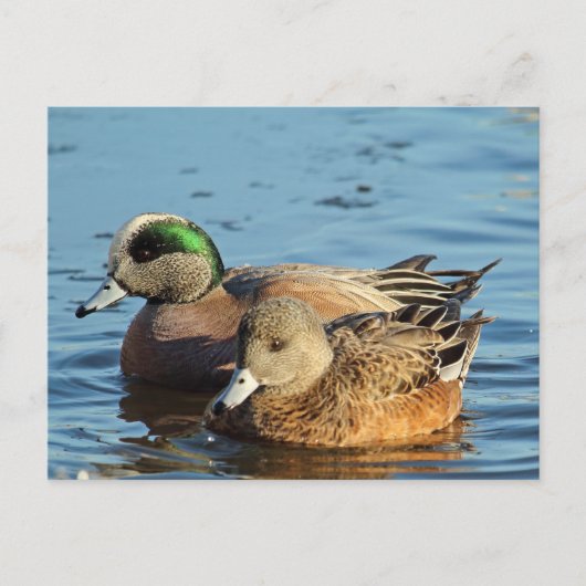 Amerikaanse Widgeon Pair (Drake en Hen) Feestdagenkaart (Voorkant)