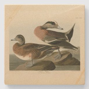 Amerikaanse Widgeon uit Audubon's Birds of America Stenen Onderzetter