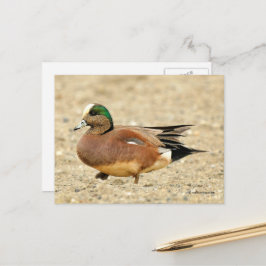 Amerikaanse Wigeon Duck loopt de strand af Briefkaart