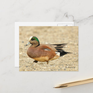 Amerikaanse Wigeon Duck loopt de strand af Briefkaart