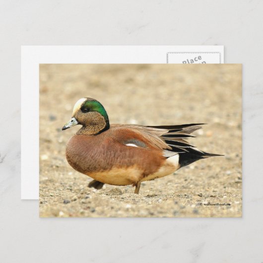 Amerikaanse Wigeon Duck loopt de strand af Briefkaart (Voorkant / Achterkant)