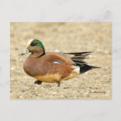 Amerikaanse Wigeon Duck loopt de strand af Briefkaart (Voorkant)