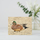 Amerikaanse Wigeon Duck loopt de strand af Briefkaart (Staand voorkant)