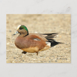 Amerikaanse Wigeon Duck loopt de strand af Briefkaart