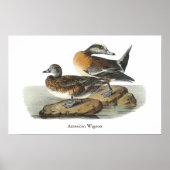 Amerikaanse Wigeon, John Audubon Poster (Voorkant)