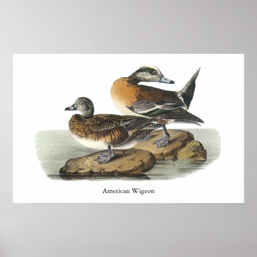 Amerikaanse Wigeon, John Audubon Poster (Voorkant)