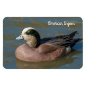 Amerikaanse Wigeon Magneet (Horizontaal)