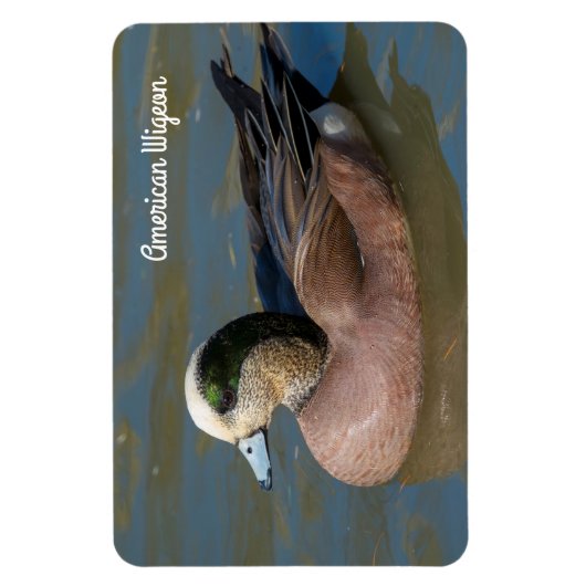 Amerikaanse Wigeon Magneet (Verticaal)