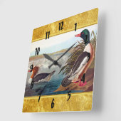 Amerikaanse wilde eenden in een meer zwemmen vierkante klok (Hoek)