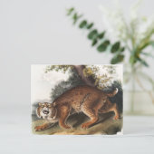 Amerikaanse wilde kat (Lynx rufus) Illustratie Briefkaart (Staand voorkant)