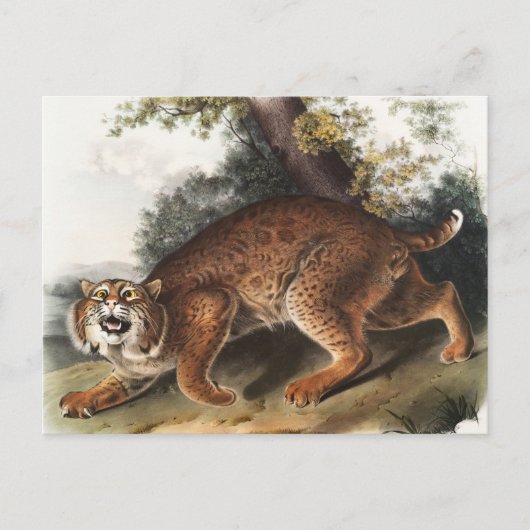 Amerikaanse wilde kat (Lynx rufus) Illustratie Briefkaart (Voorkant)