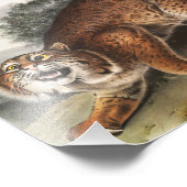 Amerikaanse wilde kat (Lynx rufus) Illustratie Foto Afdruk (Hoek)