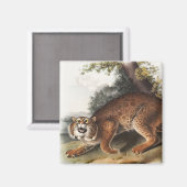 Amerikaanse wilde kat (Lynx rufus) Illustratie Magneet (Voorkant / Achterkant)
