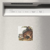 Amerikaanse wilde kat (Lynx rufus) Illustratie Magneet (Insitu (Vaatwasser))