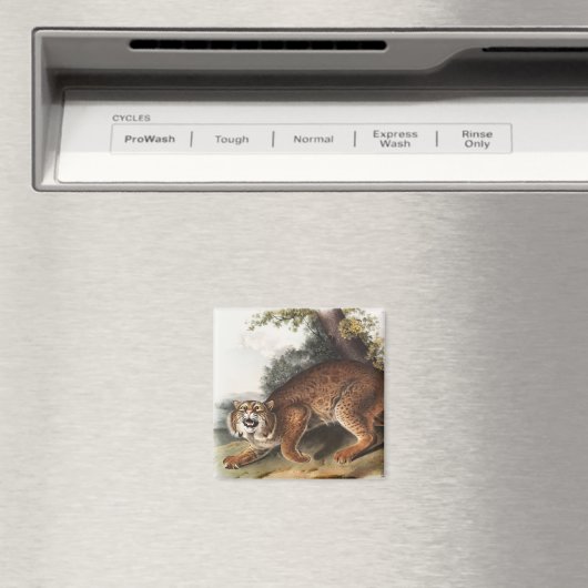 Amerikaanse wilde kat (Lynx rufus) Illustratie Magneet (Insitu (Vaatwasser))