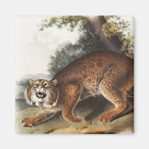 Amerikaanse wilde kat (Lynx rufus) Illustratie Magneet