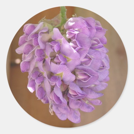 Amerikaanse Wisteria (Wisteria frutescens) sticker (Voorkant)