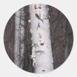 Amerikaanse witte berk (Betula papyrifera) sticker