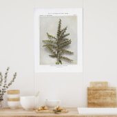 Amerikaanse witte hellebore; Indische Poke Poster (Keuken)