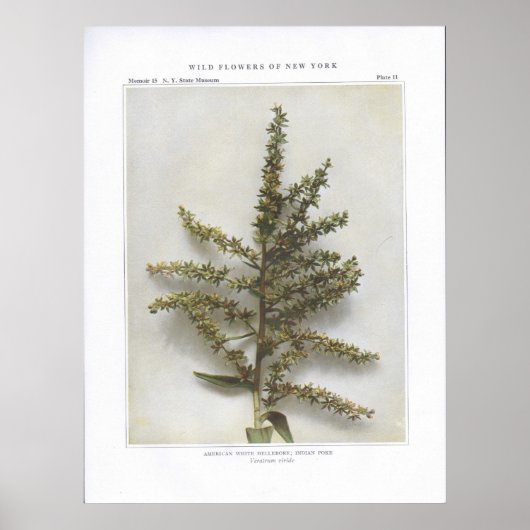 Amerikaanse witte hellebore; Indische Poke Poster (Voorkant)