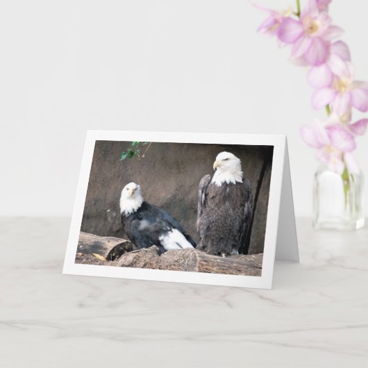 Amerikaanse witte kop arenden portret kaart (Orchidee)