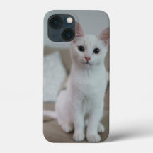 Amerikaanse witte korthaar kat
