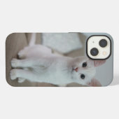 Amerikaanse witte korthaar kat iPhone hoesje (Achterkant horizontaal)
