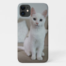 Amerikaanse witte kortharige kat