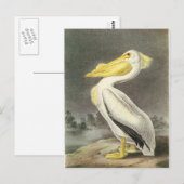 Amerikaanse witte pelicaan briefkaart (Voorkant / Achterkant)