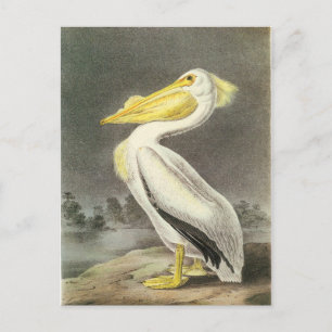 Amerikaanse witte pelicaan briefkaart