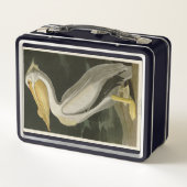 Amerikaanse witte pelikaan, Amerikaanse vogelvogel (Achterkant)