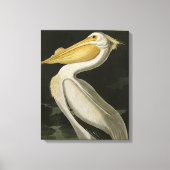 Amerikaanse witte pelikaan, Amerikaanse vogelvogel Canvas Afdruk (Voorkant)
