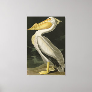 Amerikaanse witte pelikaan, Amerikaanse vogelvogel Canvas Afdruk